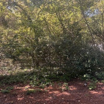 Past The Pine - Lot before Clearing - Excavation Services Near Me