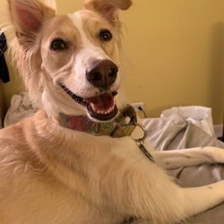 Happy Tails Ranch - Jasper loves Happy Tails Ranch