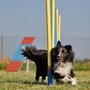 Photo of Hundeschule Fröhlingsdorf