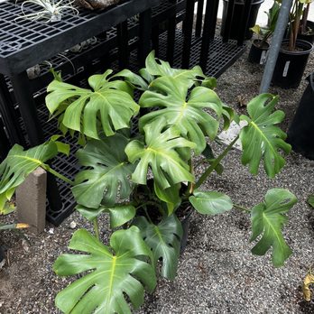 Green Thumb Nursery - Nurseries & Gardening Near Me - San Marcos, California