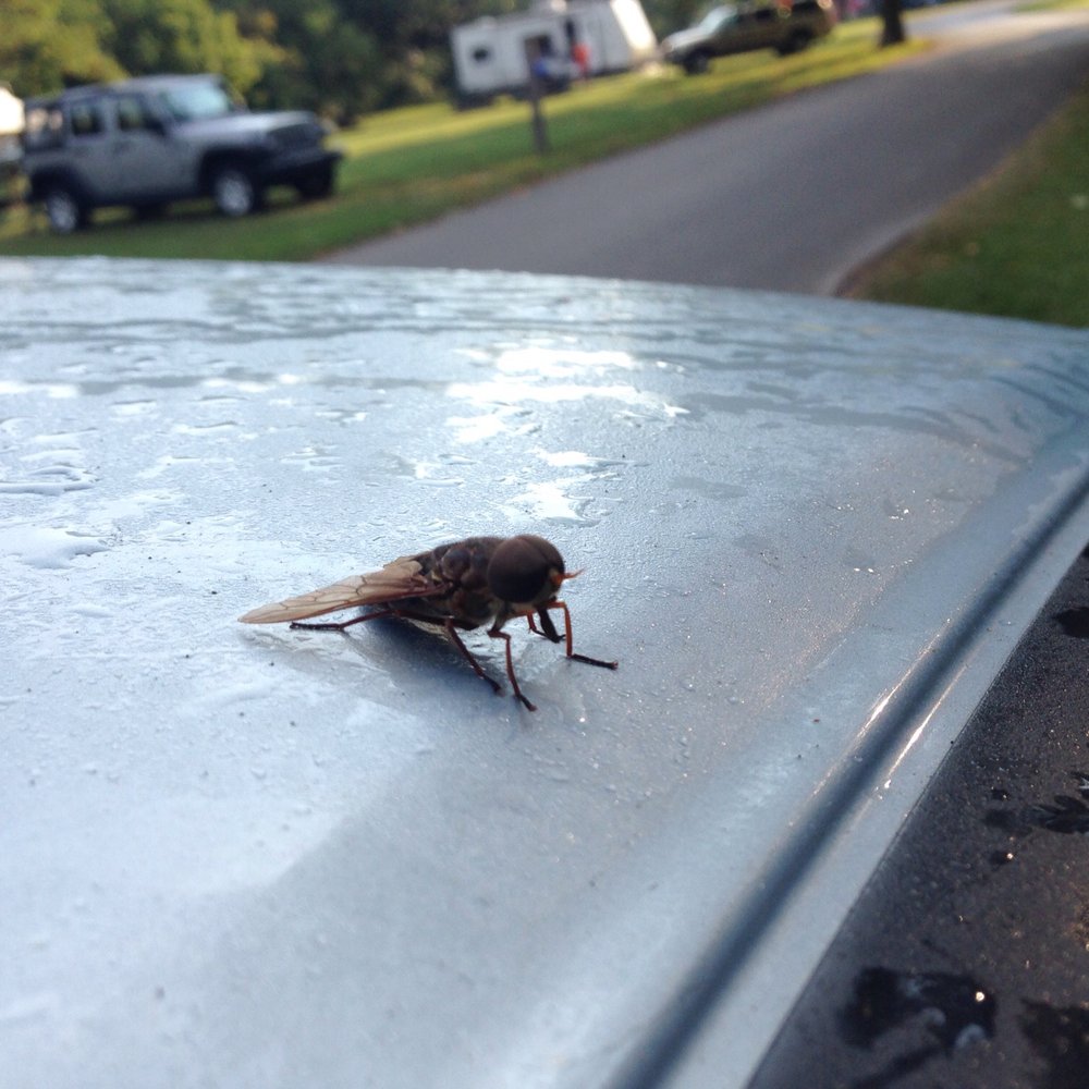 Lieber State Recreation Area - Hello super giant horsefly - Parks Near Me - Cloverdale, Indiana Lieber State Recreation Area - Hello super giant horsefly - Parks Near Me - Cloverdale, Indiana