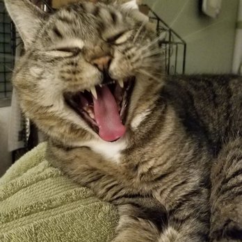 While They Happily Wait Pet Care - Shira singing her whiney song. - Pet Sitting Near Me