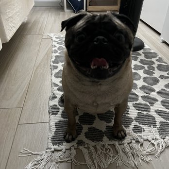 PetSmart - It's a little dark but here is my sweet pug, clean as a whistle. - Pet Stores Near Me - Corona, California PetSmart - It's a little dark but here is my sweet pug, clean as a whistle. - Pet Stores Near Me - Corona, California