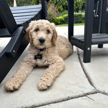 Kuma and Yumi Goldendoodles - 8 week old female from Kuma and Yumi. - Pet Breeders Near Me Kuma and Yumi Goldendoodles - 8 week old female from Kuma and Yumi. - Pet Breeders Near Me