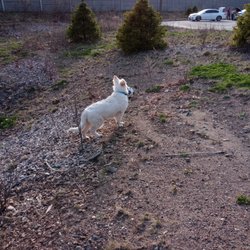 Mattatuck Animal Hospital - Kunig standing sentry