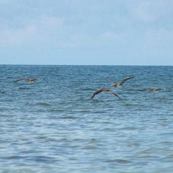 BamaBeachHouses - More wildlife - Vacation Rentals Near Me BamaBeachHouses - More wildlife - Vacation Rentals Near Me
