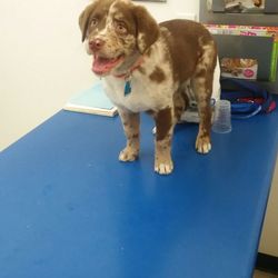 Veterinarians In North Ogden Yelp