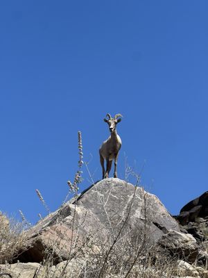Tahquitz Canyon by null