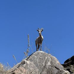 Tahquitz Canyon - Big Horn!!