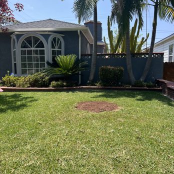 Octavio's Tree Service - After - Tree Services Near Me Octavio's Tree Service - After - Tree Services Near Me