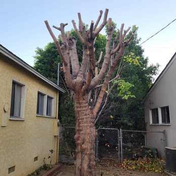 Cardona Tree Services - Tree Services Near Me - San Fernando Valley, California Cardona Tree Services - Tree Services Near Me - San Fernando Valley, California