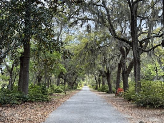 Bonaventure Cemetery by null