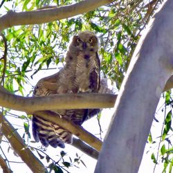 South Bay Wildlife Rehab And Education - Fledgling Great Horned Owl.