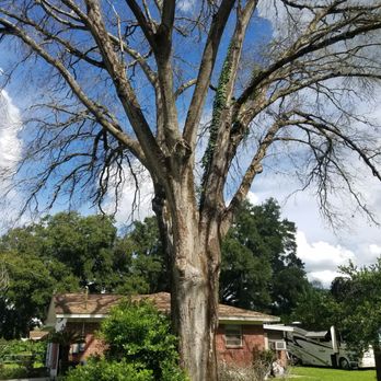 Wades tree service - Tree Services Near Me Wades tree service - Tree Services Near Me