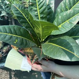 New plant