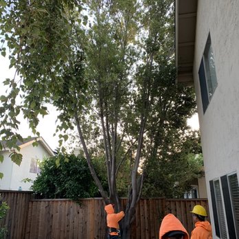 Castillo Tree Service - Before - Tree Services Near Me - Hayward, California