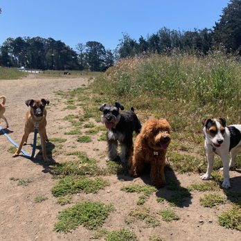 Miller's Menagerie - Dog Walkers Near Me - San Francisco, California Miller's Menagerie - Dog Walkers Near Me - San Francisco, California