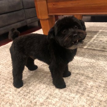 Imelda's Pet Grooming - Pet Groomers Near Me - San Jose, California