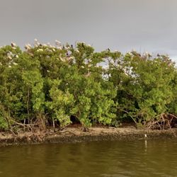 With The Flow Charters