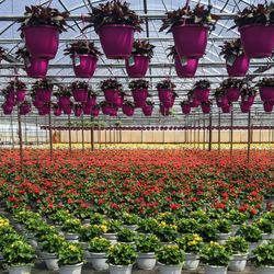 American Farms LLC