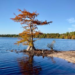 A cool tree with deep shadows and clear reflections A cool tree with deep shadows and clear reflections