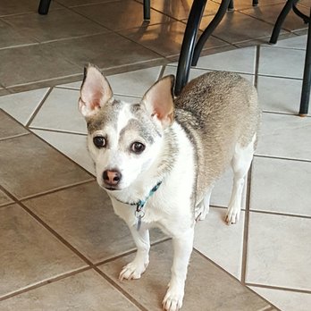 Nycz Pet Sitting - Pet Sitting Near Me Nycz Pet Sitting - Pet Sitting Near Me