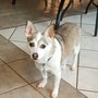 Photo of Nycz Pet Sitting