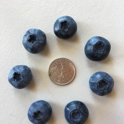 Doremi Blueberry Farm