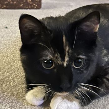 St Sophia's Forgotten Felines - Animal Shelters Near Me - Wheaton, Illinois