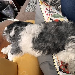 Adventure Paws Pet Grooming