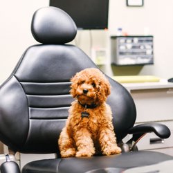Denmark Dental - Maggie, our Dental Therapy Dog in training.
