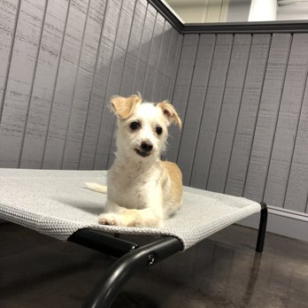 Club DiOGi - Pet Groomers Near Me - Atlanta, Georgia
