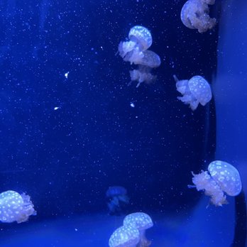 Seattle Aquarium - Aquariums Near Me - Seattle, Washington Seattle Aquarium - Aquariums Near Me - Seattle, Washington