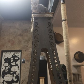 The Cat Cafe - Regal kitty on top of the Eiffel Tower cat post. - Coffee & Tea Near Me - San Diego, California The Cat Cafe - Regal kitty on top of the Eiffel Tower cat post. - Coffee & Tea Near Me - San Diego, California