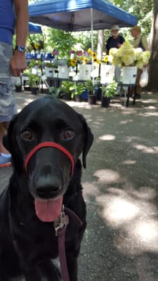 Douglass Loop Farmers Market by null