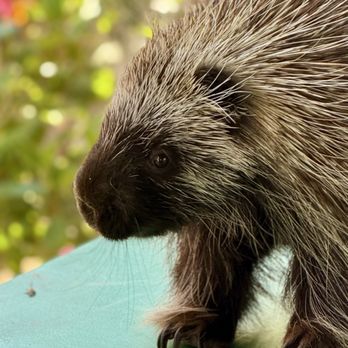 Wildlife Learning Center - Zoos Near Me - Sylmar, California