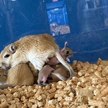 Outside the Box Pet Supply - Gerbil with her babies - Pet Stores Near Me - Shelby, North Carolina Outside the Box Pet Supply - Gerbil with her babies - Pet Stores Near Me - Shelby, North Carolina