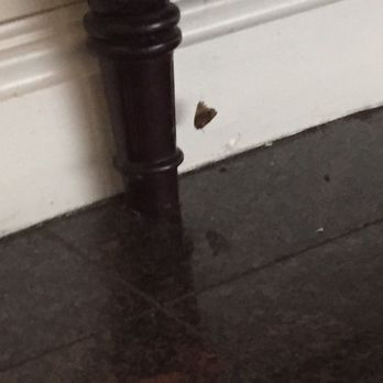 Primavera - Poor cleaning a dead moth under outdated furniture - Italian Near Me - Millis, Massachusetts