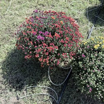 Mountain Man Farms - 2 color mum's. These are perennials. - Flowers & Gifts Near Me - Concord, North Carolina Mountain Man Farms - 2 color mum's. These are perennials. - Flowers & Gifts Near Me - Concord, North Carolina