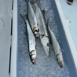Simply Hooked - Only a few of the fish we caught.