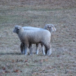 Westmoor Park - Weird sheep