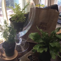 Plants for terrariums Plants for terrariums