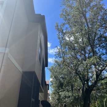 T.B.B Tree Service - pruning back trees away from building @ stone ridge condominiums - Tree Services Near Me - Sarasota, Florida T.B.B Tree Service - pruning back trees away from building @ stone ridge condominiums - Tree Services Near Me - Sarasota, Florida