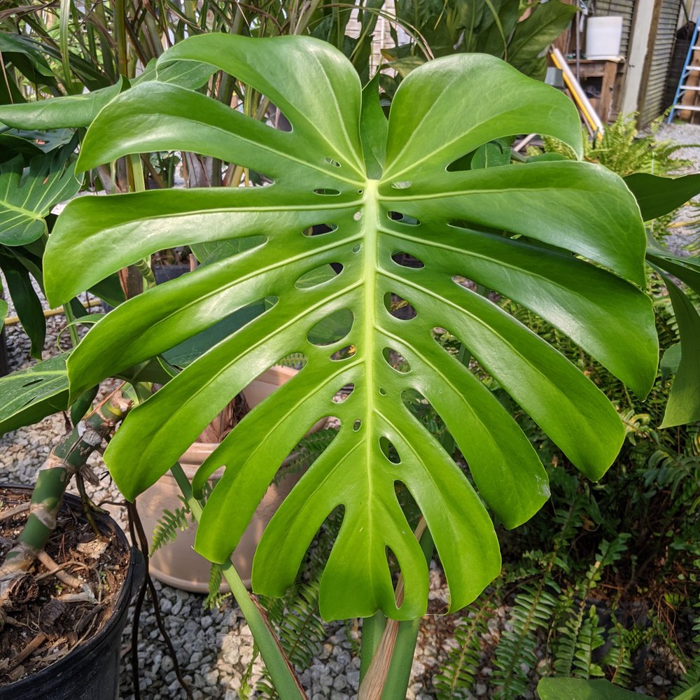 Plants Alive! - Nurseries & Gardening Near Me - Silver Spring, Maryland Plants Alive! - Nurseries & Gardening Near Me - Silver Spring, Maryland