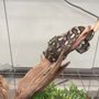 Photo of The Reptile Store
