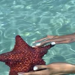 Dentistry By Design Of Marin - Star fish