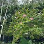 Photo of TreeWorld Wholesale