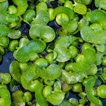Mountain Aquatics - Mountain Aquatics Inc - Local Services Near Me - Ellijay, Georgia Mountain Aquatics - Mountain Aquatics Inc - Local Services Near Me - Ellijay, Georgia