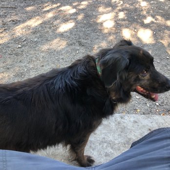 Wagging Tail Dog Park - Dog Parks Near Me - Dallas, Texas Wagging Tail Dog Park - Dog Parks Near Me - Dallas, Texas