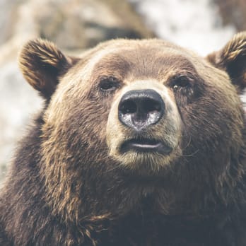 Worldwide Express - We are bear. - Couriers & Delivery Services Near Me - Mobile, Alabama Worldwide Express - We are bear. - Couriers & Delivery Services Near Me - Mobile, Alabama